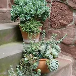 Am Park إرفورت